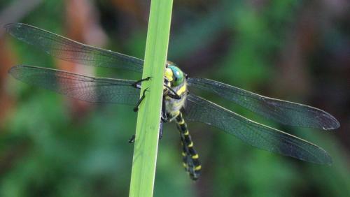 Cordulegaster boltonii